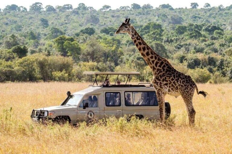 Africa-safari
